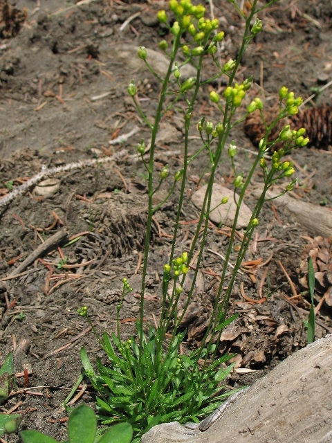 Draba crassifolia